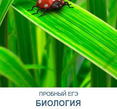 Описание изображения